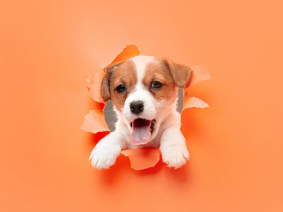 What a best age for petting!