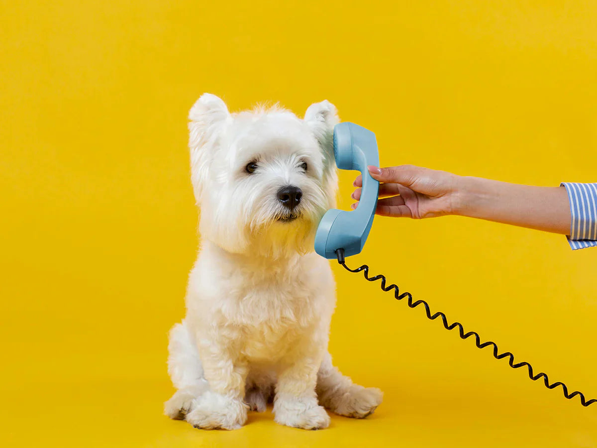 Dogs Loves Phone Calls?