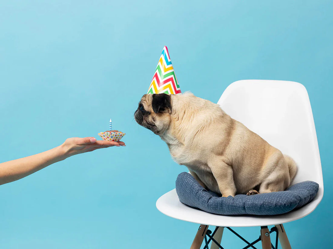 Cup Cakes For Your Pet!